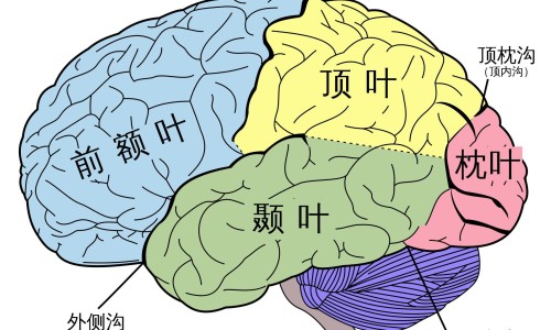 【三七最近价格是多少】三七市场价多少 - 三七最近价格网